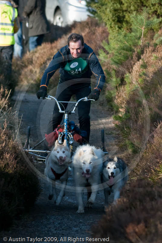 Class E2 - Racing Team competing in the Siberian Husky Club of GB Sled Dog Rally 2009, Glenmore Forest Park, Aviemore, Inverness-shire