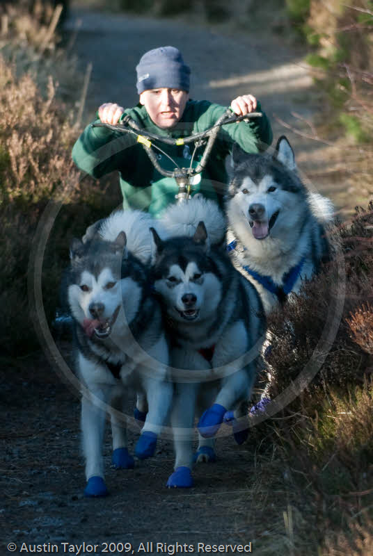 Class E2 - Racing Team competing in the Siberian Husky Club of GB Sled Dog Rally 2009, Glenmore Forest Park, Aviemore, Inverness-shire