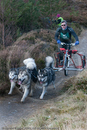 Class E2 - Racing Team competing in the Siberian Husky Club of GB Sled Dog Rally 2009, Glenmore Forest Park, Aviemore, Inverness-shire