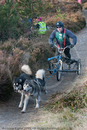Class E2 - Racing Team competing in the Siberian Husky Club of GB Sled Dog Rally 2009, Glenmore Forest Park, Aviemore, Inverness-shire