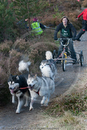 Class E2 - Racing Team competing in the Siberian Husky Club of GB Sled Dog Rally 2009, Glenmore Forest Park, Aviemore, Inverness-shire