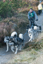Class E2 - Racing Team competing in the Siberian Husky Club of GB Sled Dog Rally 2009, Glenmore Forest Park, Aviemore, Inverness-shire