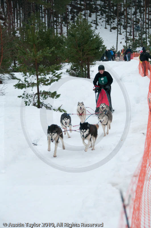 Racing Team in the Siberian Husky Club of GB Arden Grange Aviemore Sled Dog Rally 2010