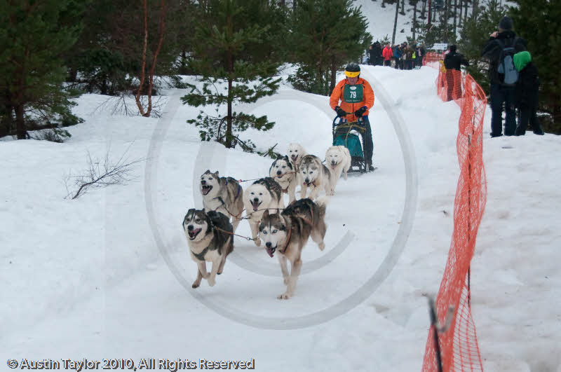 Racing Team in the Siberian Husky Club of GB Arden Grange Aviemore Sled Dog Rally 2010