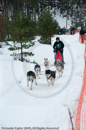 Racing Team in the Siberian Husky Club of GB Arden Grange Aviemore Sled Dog Rally 2010
