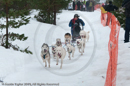 Racing Team in the Siberian Husky Club of GB Arden Grange Aviemore Sled Dog Rally 2010