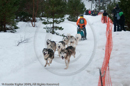 Racing Team in the Siberian Husky Club of GB Arden Grange Aviemore Sled Dog Rally 2010