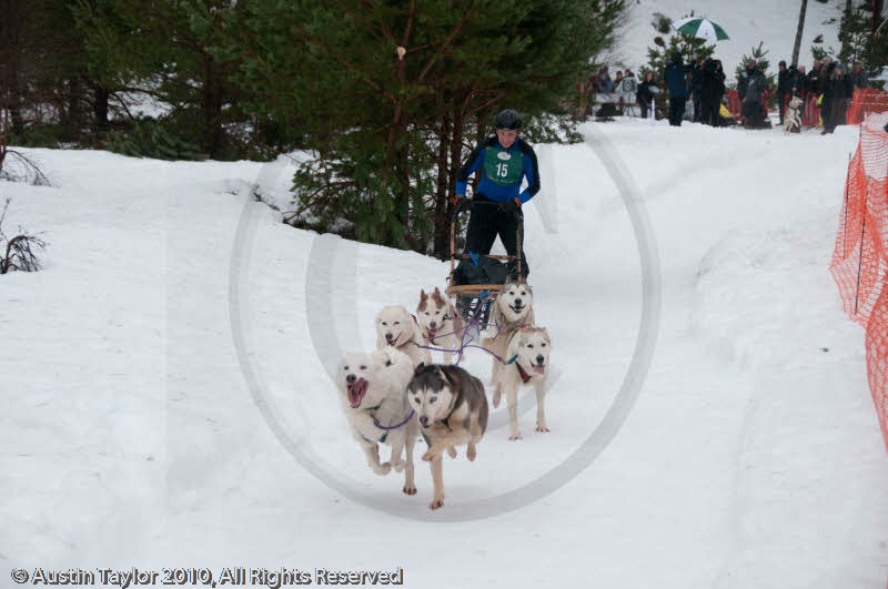 Racing Team in the Siberian Husky Club of GB Arden Grange Aviemore Sled Dog Rally 2010
