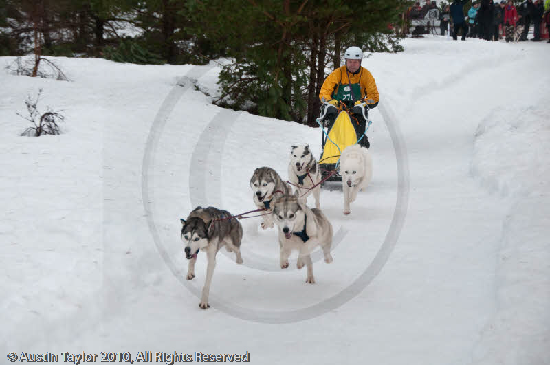 Racing Team in the Siberian Husky Club of GB Arden Grange Aviemore Sled Dog Rally 2010