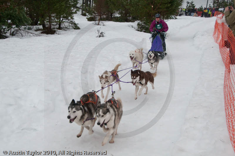 Racing Team in the Siberian Husky Club of GB Arden Grange Aviemore Sled Dog Rally 2010