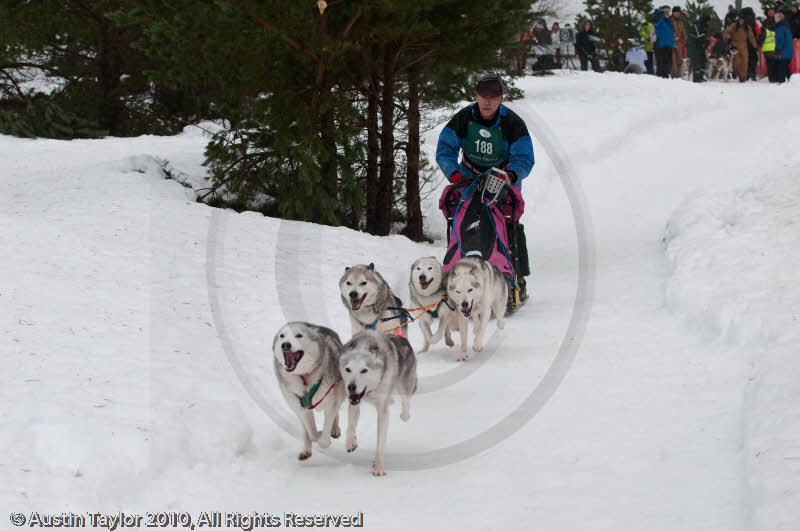Racing Team in the Siberian Husky Club of GB Arden Grange Aviemore Sled Dog Rally 2010