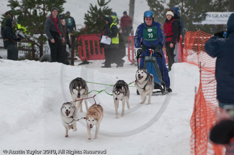 Racing Team in the Siberian Husky Club of GB Arden Grange Aviemore Sled Dog Rally 2010