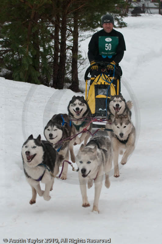 Racing Team in the Siberian Husky Club of GB Arden Grange Aviemore Sled Dog Rally 2010