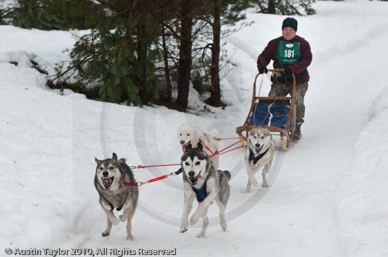 Racing Team in the Siberian Husky Club of GB Arden Grange Aviemore Sled Dog Rally 2010