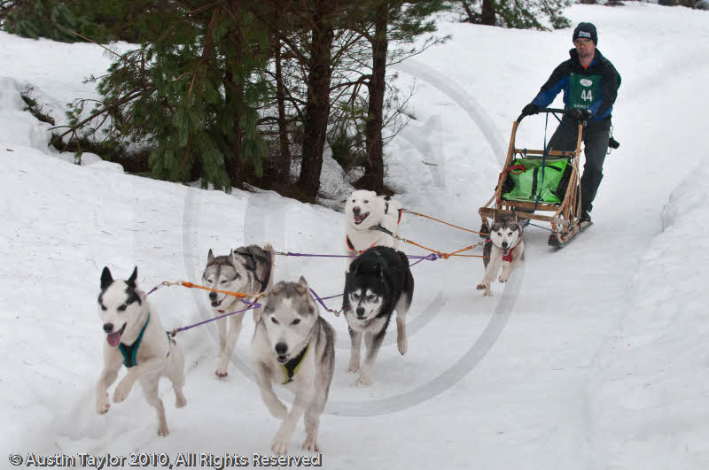 Racing Team in the Siberian Husky Club of GB Arden Grange Aviemore Sled Dog Rally 2010
