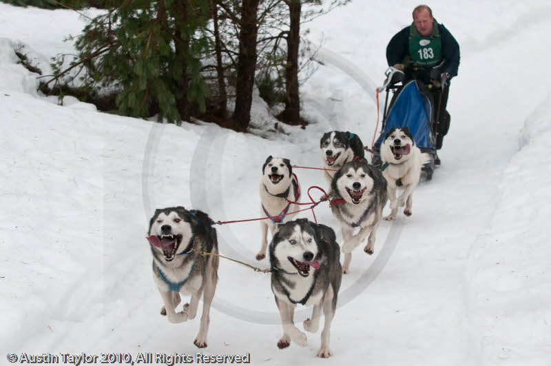 Racing Team in the Siberian Husky Club of GB Arden Grange Aviemore Sled Dog Rally 2010
