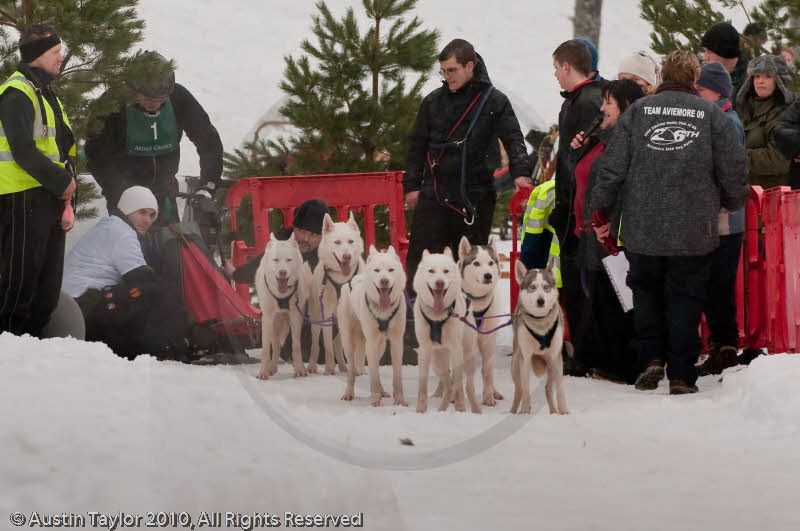 Racing Team in the Siberian Husky Club of GB Arden Grange Aviemore Sled Dog Rally 2010