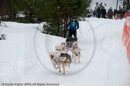 Racing Team in the Siberian Husky Club of GB Arden Grange Aviemore Sled Dog Rally 2010