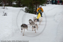 Racing Team in the Siberian Husky Club of GB Arden Grange Aviemore Sled Dog Rally 2010