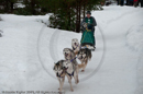 Racing Team in the Siberian Husky Club of GB Arden Grange Aviemore Sled Dog Rally 2010