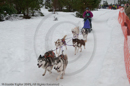 Racing Team in the Siberian Husky Club of GB Arden Grange Aviemore Sled Dog Rally 2010