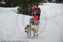 Racing Team in the Siberian Husky Club of GB Arden Grange Aviemore Sled Dog Rally 2010