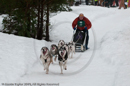 Racing Team in the Siberian Husky Club of GB Arden Grange Aviemore Sled Dog Rally 2010