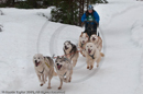 Racing Team in the Siberian Husky Club of GB Arden Grange Aviemore Sled Dog Rally 2010