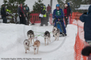 Racing Team in the Siberian Husky Club of GB Arden Grange Aviemore Sled Dog Rally 2010
