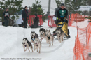 Racing Team in the Siberian Husky Club of GB Arden Grange Aviemore Sled Dog Rally 2010