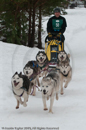Racing Team in the Siberian Husky Club of GB Arden Grange Aviemore Sled Dog Rally 2010