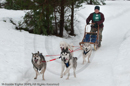 Racing Team in the Siberian Husky Club of GB Arden Grange Aviemore Sled Dog Rally 2010