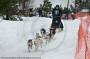 Racing Team in the Siberian Husky Club of GB Arden Grange Aviemore Sled Dog Rally 2010