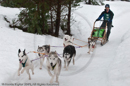Racing Team in the Siberian Husky Club of GB Arden Grange Aviemore Sled Dog Rally 2010