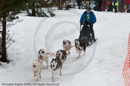 Racing Team in the Siberian Husky Club of GB Arden Grange Aviemore Sled Dog Rally 2010