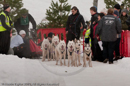 Class B dog sled racing team