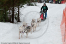 Racing Team in the Siberian Husky Club of GB Arden Grange Aviemore Sled Dog Rally 2010