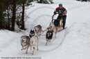 Racing Team in the Siberian Husky Club of GB Arden Grange Aviemore Sled Dog Rally 2010