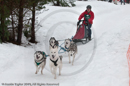 Racing Team in the Siberian Husky Club of GB Arden Grange Aviemore Sled Dog Rally 2010