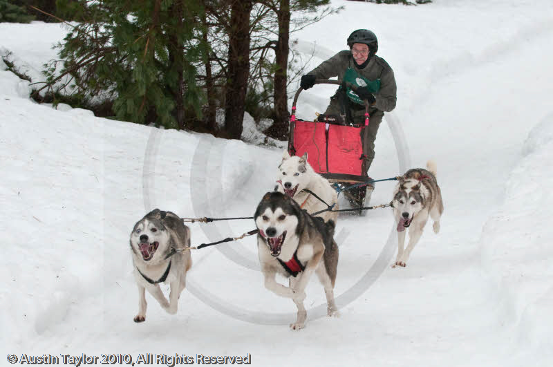 Racing Team in the Siberian Husky Club of GB Arden Grange Aviemore Sled Dog Rally 2010