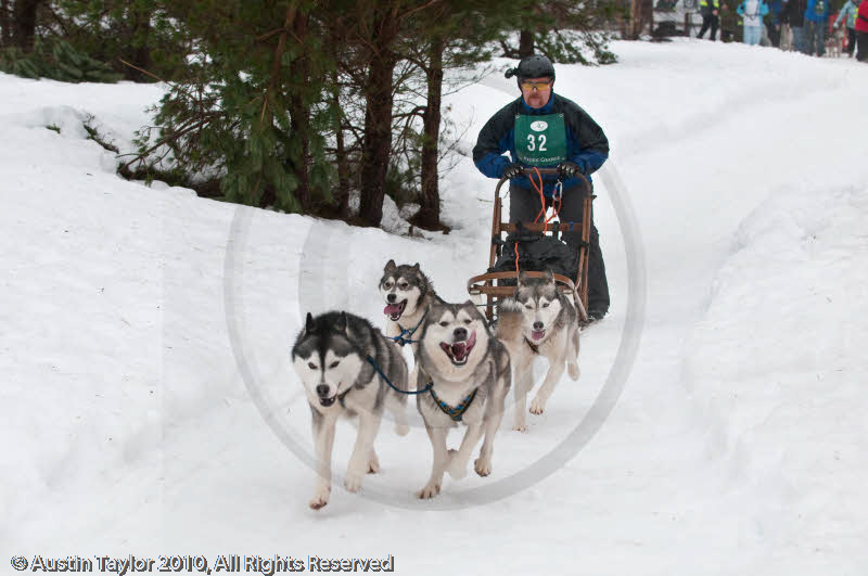 Racing Team in the Siberian Husky Club of GB Arden Grange Aviemore Sled Dog Rally 2010