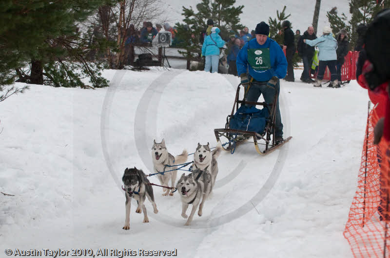 Racing Team in the Siberian Husky Club of GB Arden Grange Aviemore Sled Dog Rally 2010