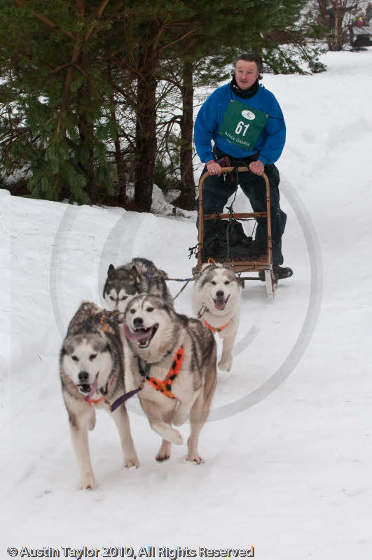 Racing Team in the Siberian Husky Club of GB Arden Grange Aviemore Sled Dog Rally 2010