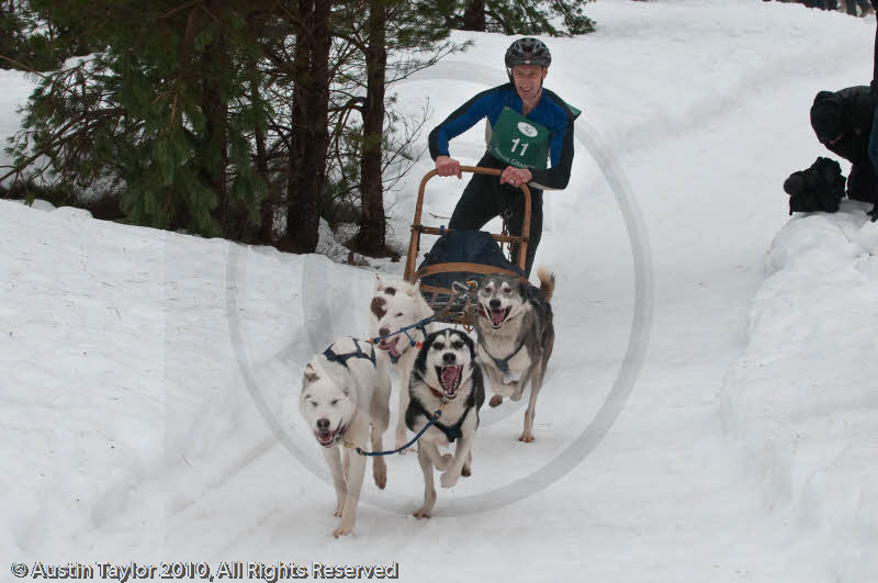 Racing Team in the Siberian Husky Club of GB Arden Grange Aviemore Sled Dog Rally 2010