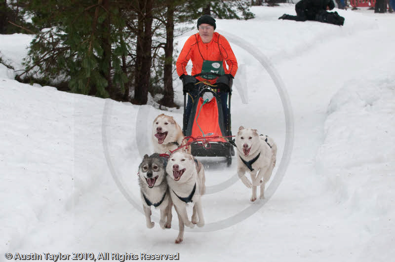 Racing Team in the Siberian Husky Club of GB Arden Grange Aviemore Sled Dog Rally 2010