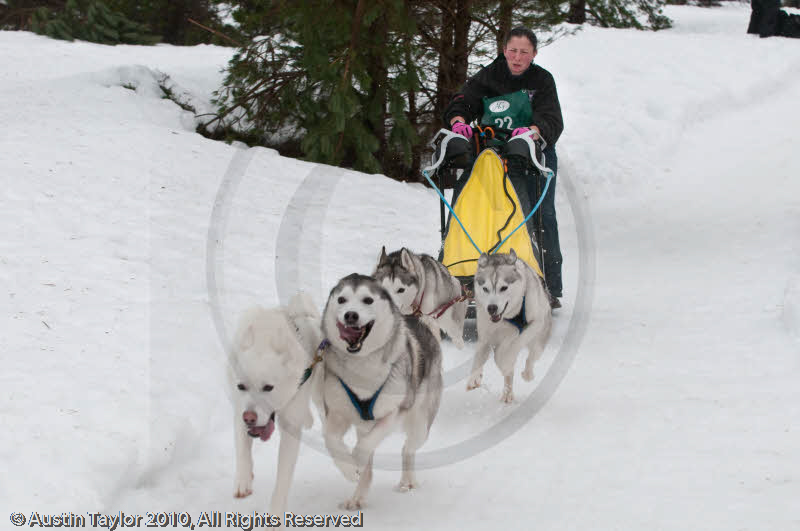 Racing Team in the Siberian Husky Club of GB Arden Grange Aviemore Sled Dog Rally 2010