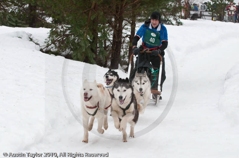Racing Team in the Siberian Husky Club of GB Arden Grange Aviemore Sled Dog Rally 2010