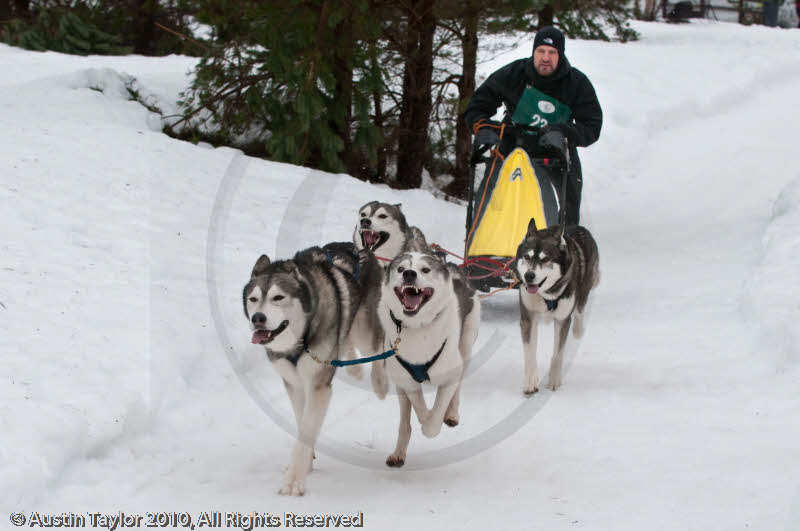 Racing Team in the Siberian Husky Club of GB Arden Grange Aviemore Sled Dog Rally 2010