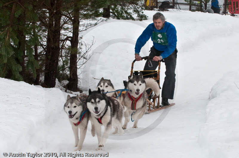 Racing Team in the Siberian Husky Club of GB Arden Grange Aviemore Sled Dog Rally 2010