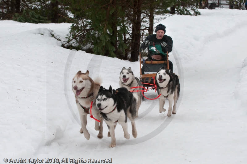 Racing Team in the Siberian Husky Club of GB Arden Grange Aviemore Sled Dog Rally 2010
